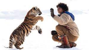 Chłopiec przybijający piątkę tygrysowi.